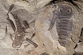 Sea scorpion fossils
