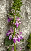 Stachys circinata in flower on limestone