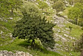 Carob tree (Ceratonia siliqua)