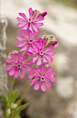 Pink catchfly (Silene colorata) in flower