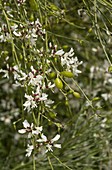 Bridal veil broom (Retama monosperma)