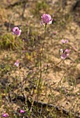 Restharrow (Ononis baetica donanensis)