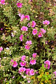 Rockrose (Cistus crispus) in flower