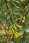 Tree tobacco (Nicotiana glauca) in flower