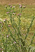 Slender thistle (Carduus tenuiflorus)