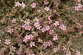 Sea heath (Frankenia laevis) in flower