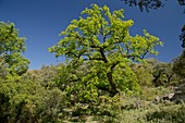 Portuguese oak (Quercus faginea)