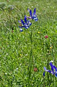 Spanish iris (Iris xiphium) in flower