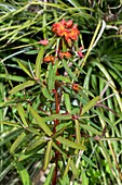 Griffith's spurge (Euphorbia griffithii)