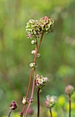 Salad burnet (Poterium sanguisorba minor)