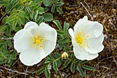 Burnet rose (Rosa spinosissima) in flower