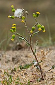 Senecio vulgaris flowers and seed heads