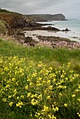 Brittany coast in spring,France