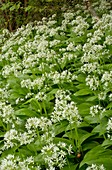 Wild garlic (Allium ursinum) in flower