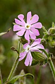 Pink campion (Silene x hampeana)