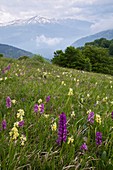 Orchids on mountain hillside,Italy