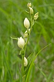 Orchid (Cephalanthera damasonium)