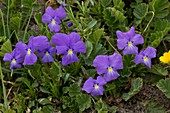 Long-spurred violet (Viola calcarata)