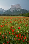 Poppies and Mont Aiguille,France