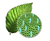 Leaf and transpiration,illustration