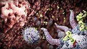 T-cells attack cancer cell,illustration