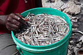 Fish seller,Zanzibar