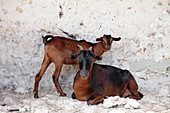 Domesticated goats,Zanzibar