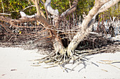 Dying mangrove,Zanzibar