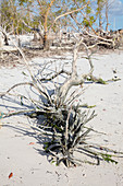 Dying mangrove,Zanzibar