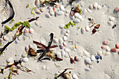 Edible molluscs on a beach,Zanzibar