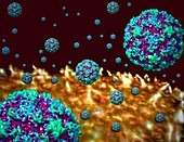 Rhinoviruses attacking cell,illustration