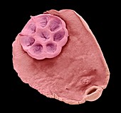 Monogena flatworm,SEM