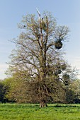Lime tree (Tilia x europea) and mistletoe