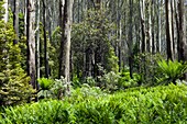 Sub-alpine forest,Australia