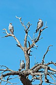 Family of Pale Chanted Goshawks perched