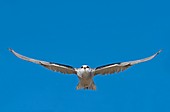 Black-shouldered kite in flight
