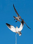Black shouldered kite and Lanner Falcon