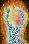 Pine needle,light micrograph
