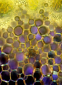 Angelica plant stem,light micrograph