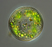 Testate amoeba,light micrograph
