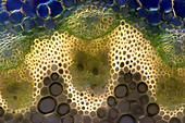 Angelica plant stem,light micrograph