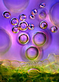 Bubbles and plant tissue,light micrograp