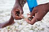 Extracting hermit crabs for use as bait