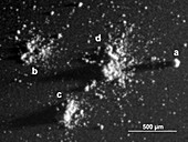 Comet Churyumov-Gerasimenko dust
