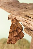Early thorn moth