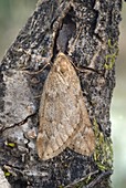 March moth