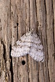 Early tooth-striped moth