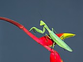Asian mantis