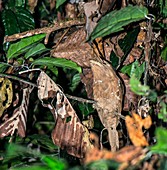 Sri Lanka frogmouth camouflaged