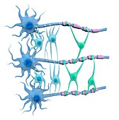Brain neurons and neuroglia,illustration